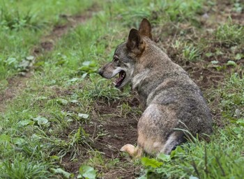 Hay un 12% más de lobos que hace un decenio