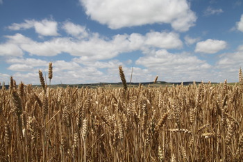 «Usar semilla certificada ha de verse como una inversión»