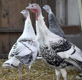 Vuelve la gripe aviar tras 30 meses