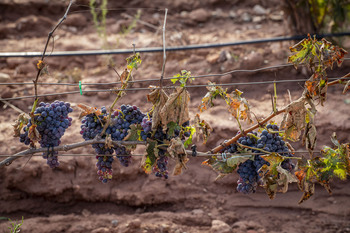 El vino se reinventa