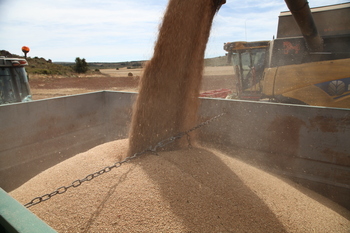 Cereales: más producción, pero menores precios