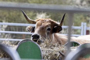 El «peor brote» de fiebre aftosa del siglo en la UE
