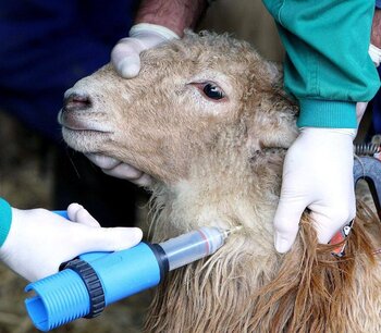 Asaja reclama medidas para paliar los daños de la lengua azul