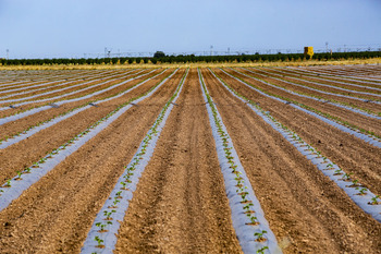 El apagón toca a la ganadería