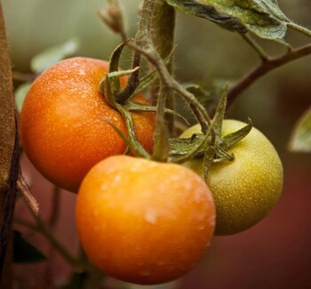 El campo rechaza de forma unánime el acuerdo con Marruecos