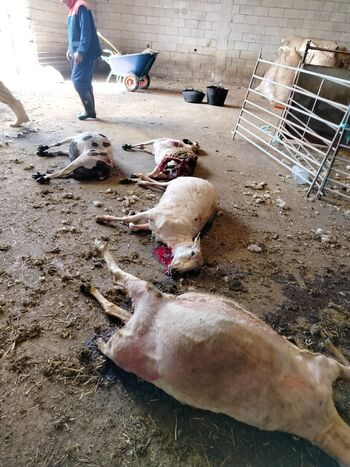 Europa ha escuchado a los ganaderos