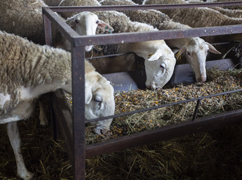 España se mantiene líder en el sector de piensos en la UE