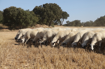 Piden realismo con  los objetivos climáticos