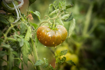 COAG pide que Marruecos no perjudique al sector español