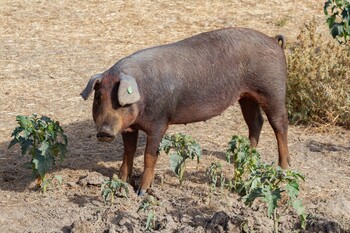 Ven posible que la peste porcina se vuelva endémica