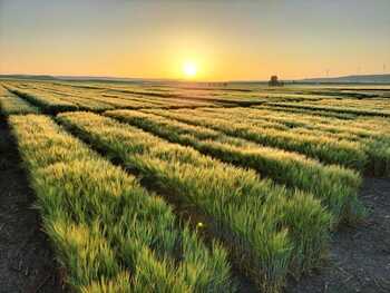 El Ministerio concluye los ensayos con cultivos de invierno