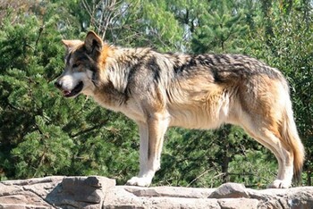 Una familia se cuela en el recinto de lobos de Cabárceno