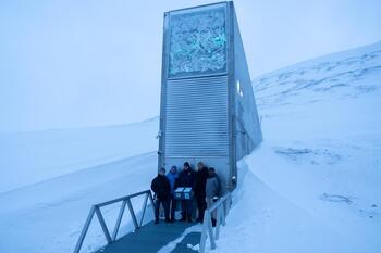 El olivo entra por primera vez en la Bóveda Global de Svalbard