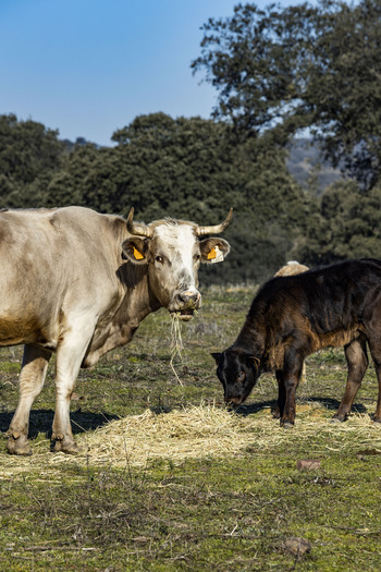 Von der Leyen ignora la realidad