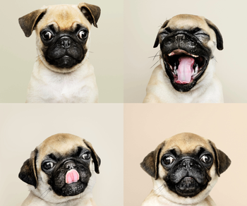 El BOAS, la otra cara de los perros de moda