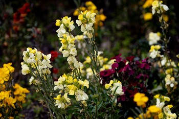 Los alergólogos alertan de una primavera especialmente intensa