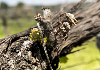 El Gobierno mantiene presupuesto para apoyar el seguro agrario