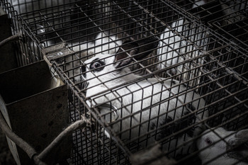 Hay esperanza para el sector cunícola