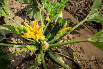La UE se sube al tren de la agricultura moderna