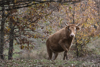 Bruselas levanta parte de las restricciones por DNC