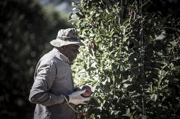 El campo necesita mano de obra extranjera