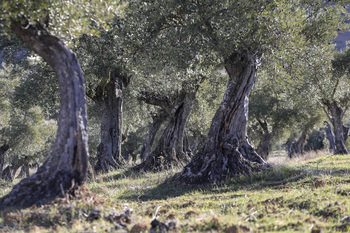 Cambios en el campo: menos cereal y viñedo, pero más olivar