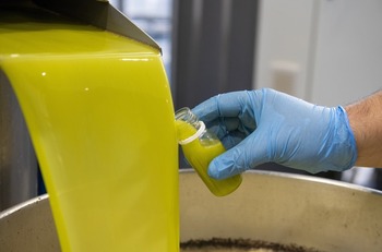 Las lluvias ralentizan la cosecha de aceituna