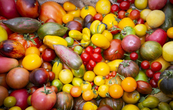 2025 fue un año clave para la mejora vegetal