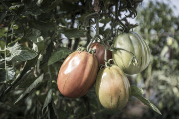 El tomate marroquí  desaparece  de las estadísticas