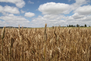 Reempleo de grano: ¿qué pasos hay que seguir?