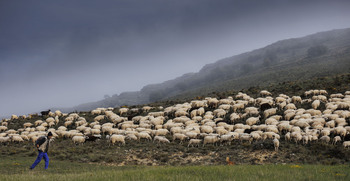 2026: tiempo de pastizales y pastores