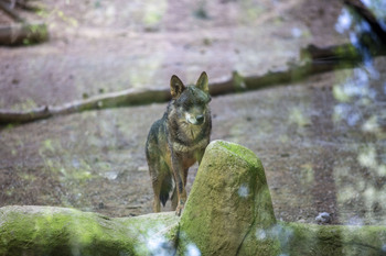ASAJA denuncia la ocultación de datos oficiales sobre el lobo