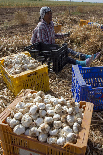 El ajo necesita ayuda