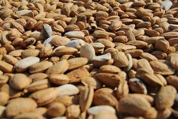 Los frutos secos españoles buscan su hueco en la UE