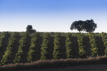 El vino tiene un plan